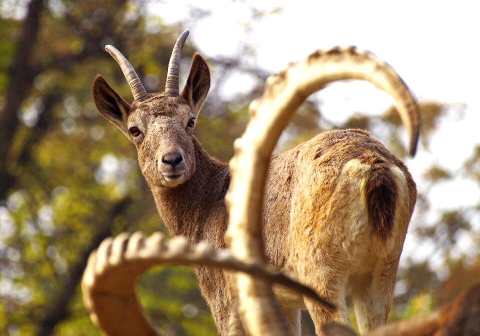 Goat animal world mammal