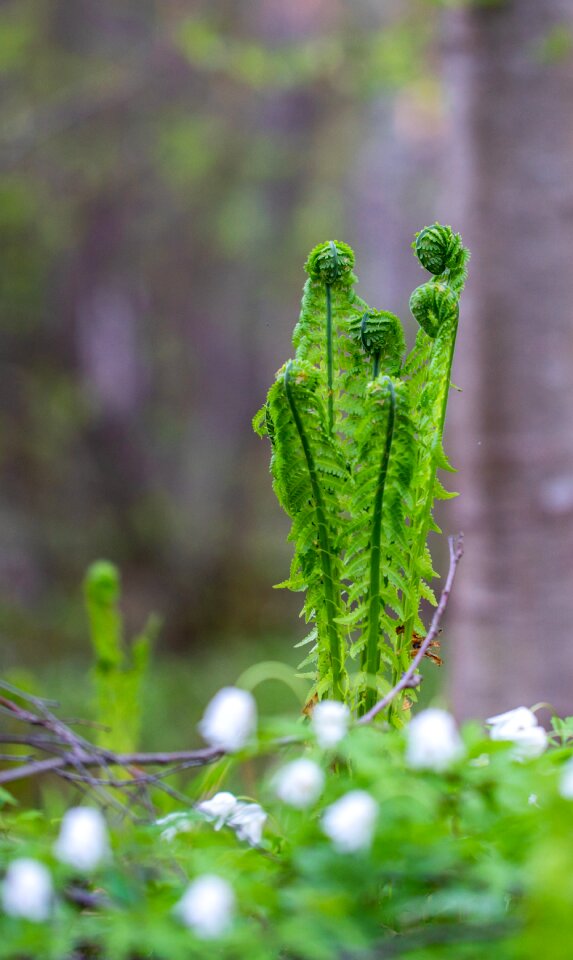 Flowers nature forest
