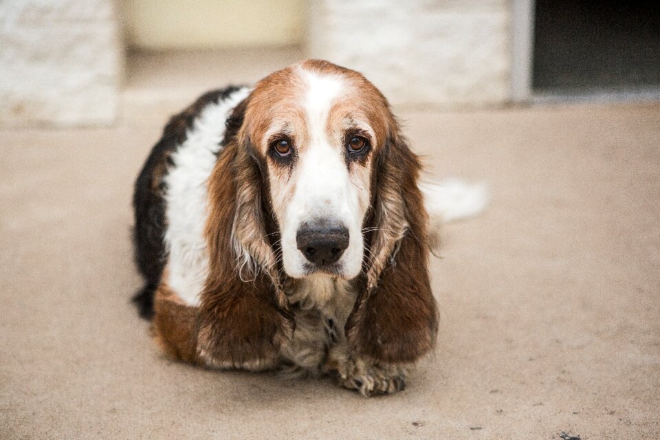 Hound basset animal