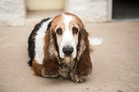Hound basset animal