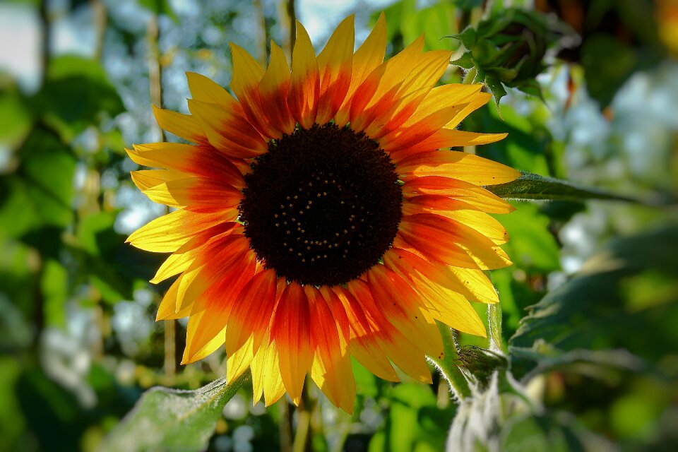 Flower beautiful summer