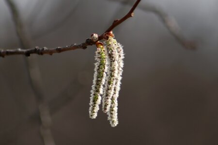 Winter tree plant photo