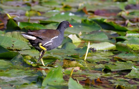 Pond waters coot photo