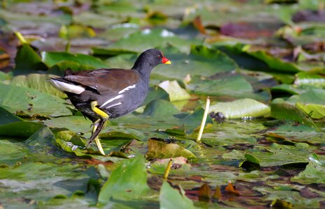 Pond waters coot