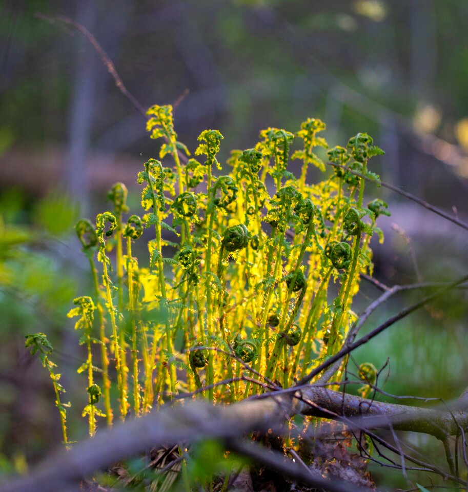 Plant nature greens
