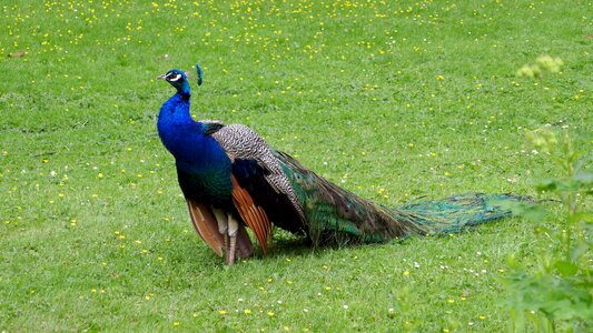 Colorful feathers wheel animal world