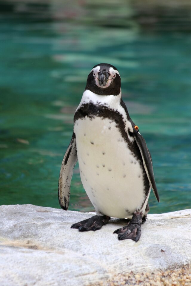 Penguin zoo bird