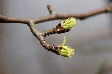 Nature tree kidney