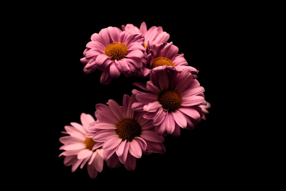 Black pink nature