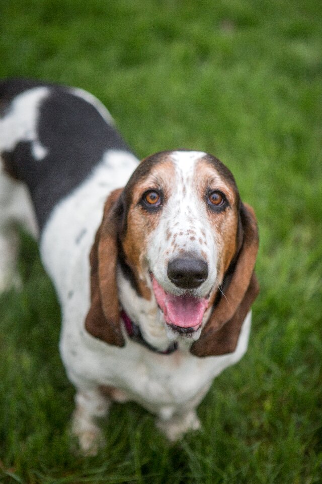 Pet basset animal