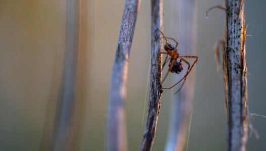 Spider arachnids extraction