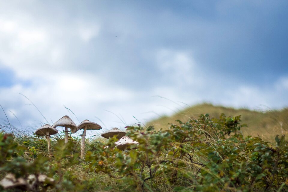 Mushrooms dunes clouds