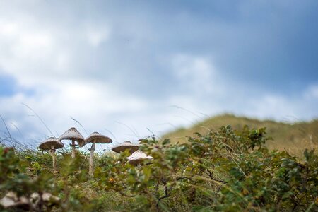 Mushrooms dunes clouds