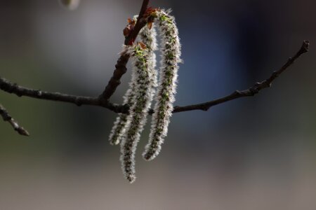 Shackle branch bloom