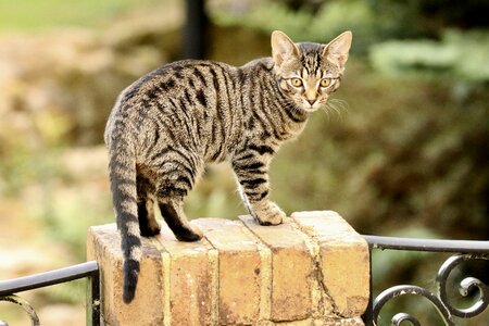 Cat bengal kitten