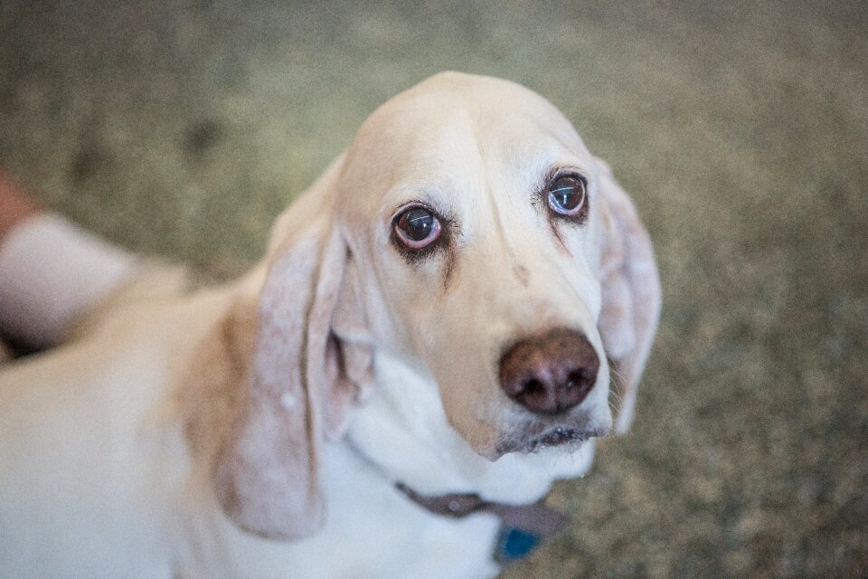 Hound basset animal