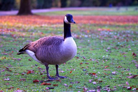 Meadow poultry nature