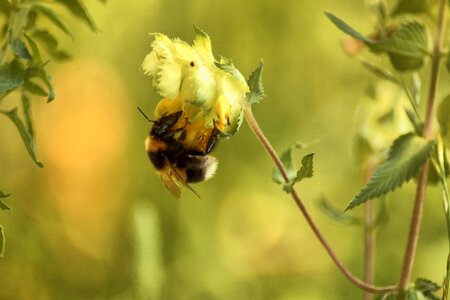Yellow macro bee