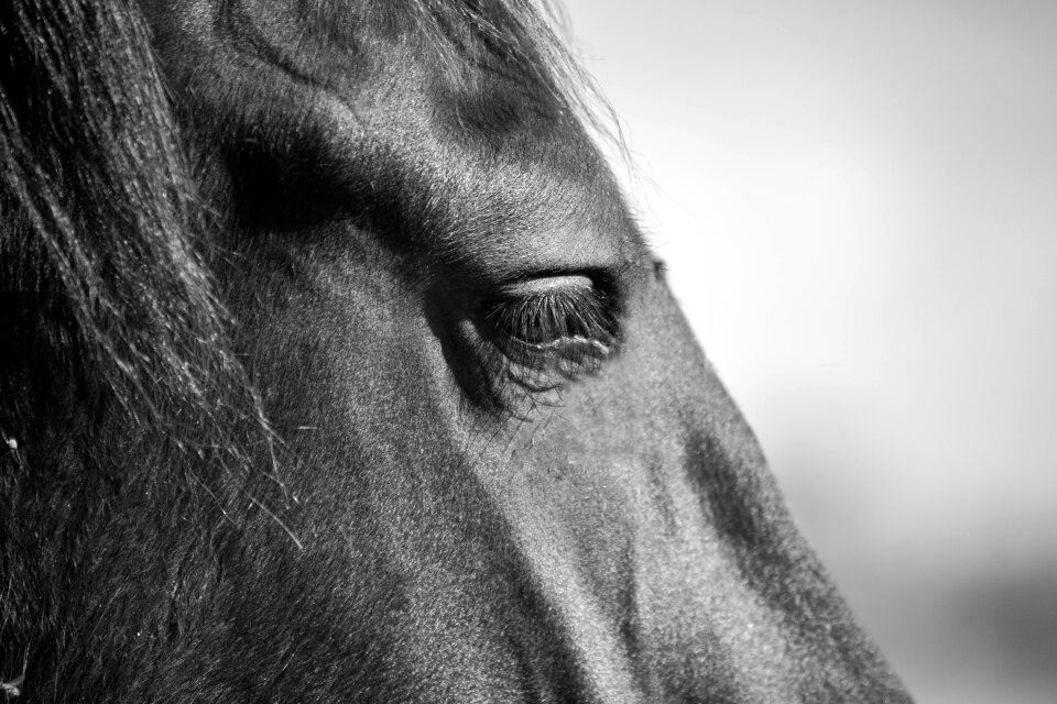 Animal horses animals