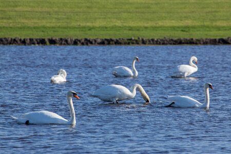 More bank waterfowl