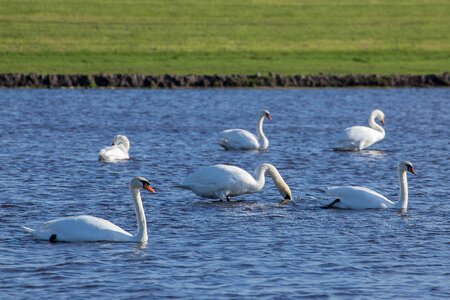 More bank waterfowl photo