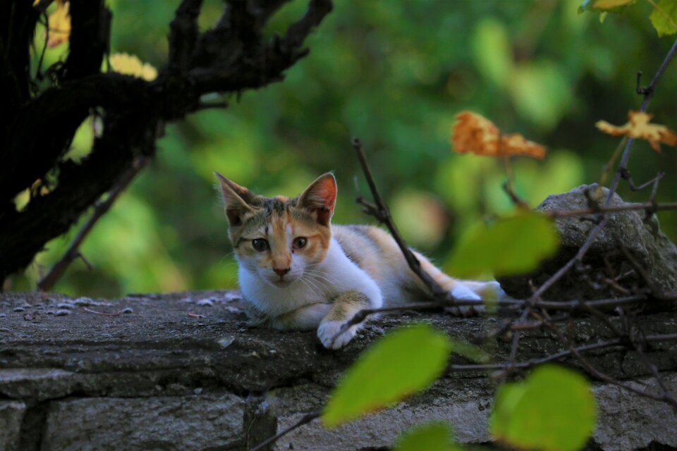 Animal nature mammal