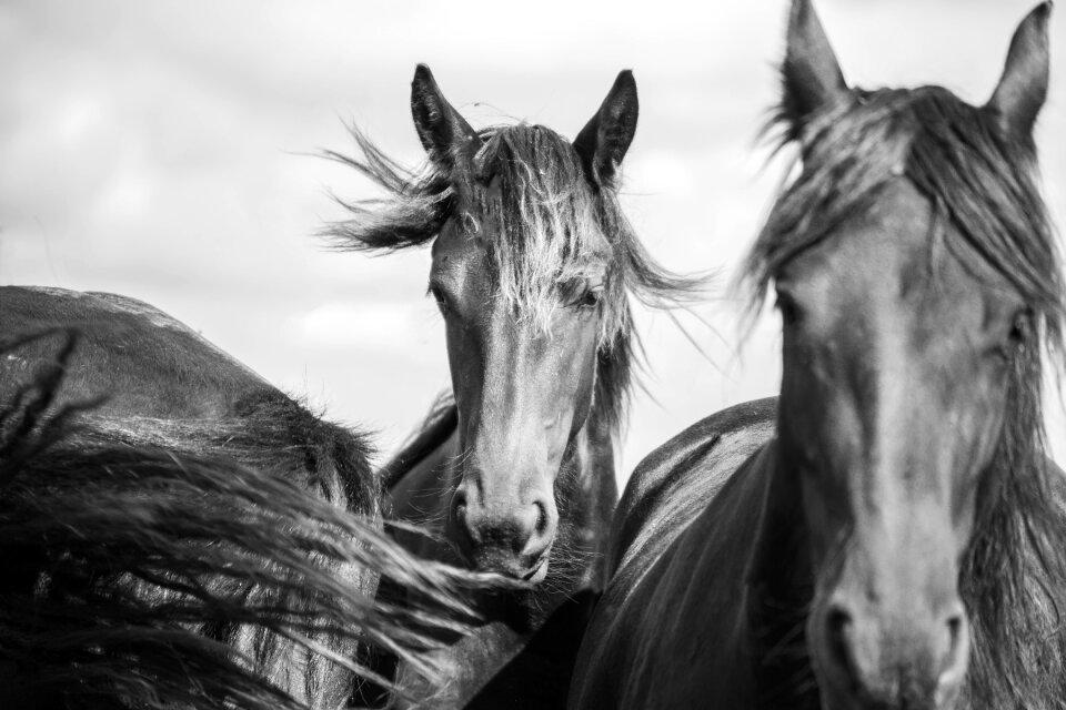 Animal horses animals