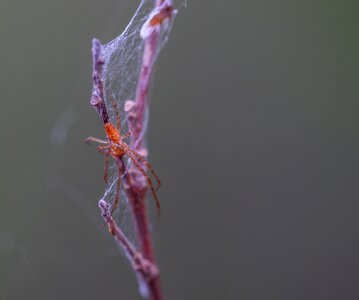 Spider spider web macro