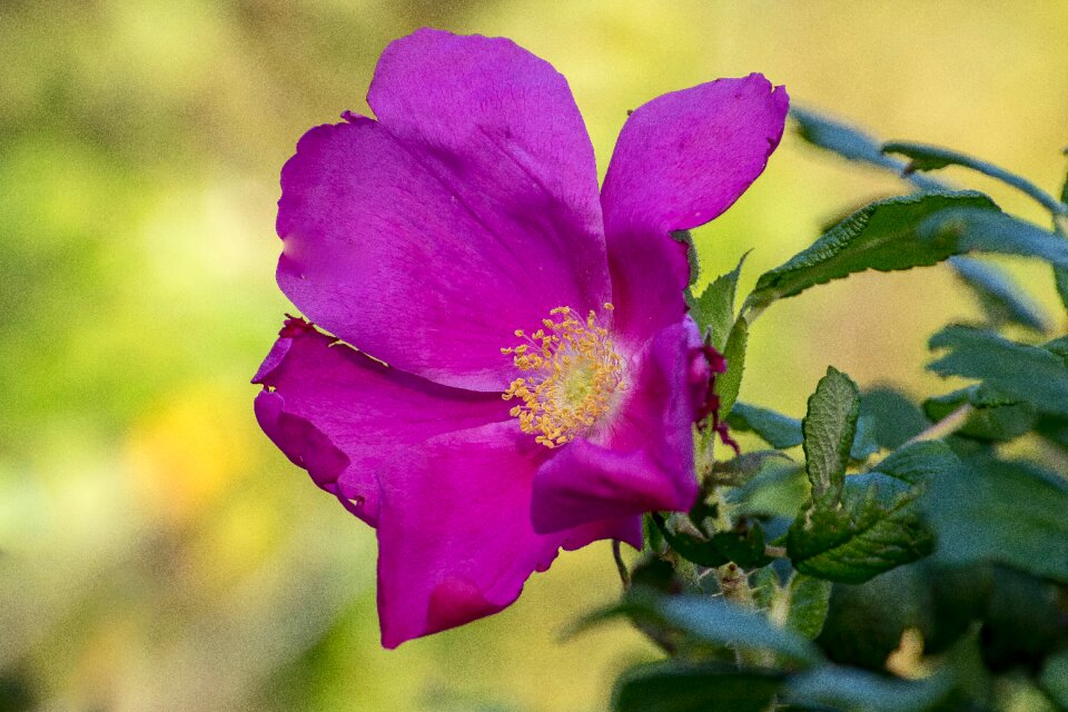 Vegetable blossom flowers