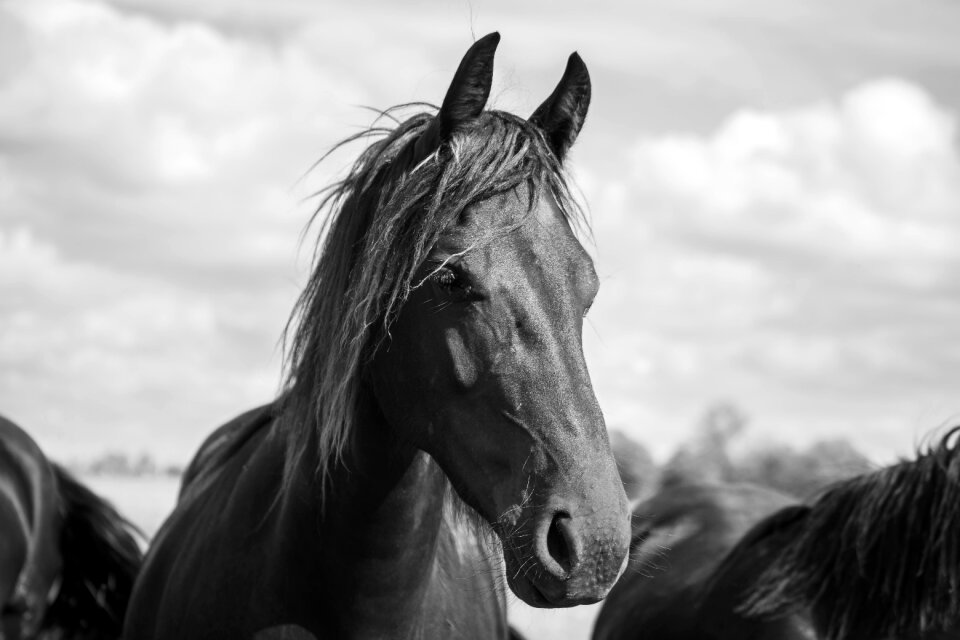 Animal horses animals