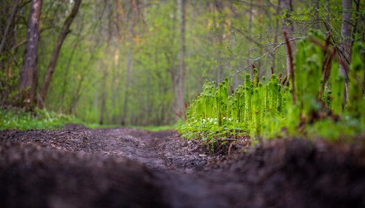 Spring forest nature photo