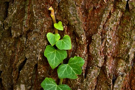 Plant climber plant ranke photo