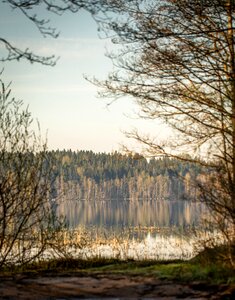 Trees nature beach