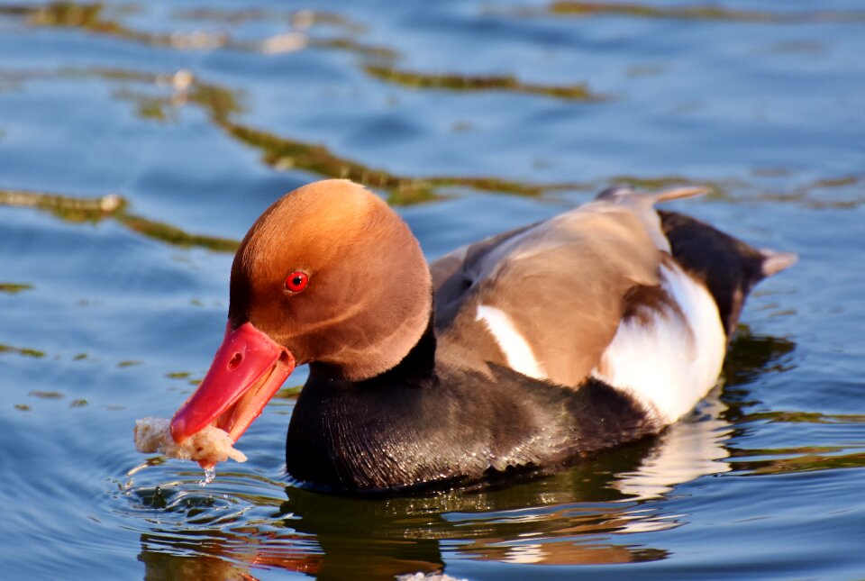 Bird plumage drake photo