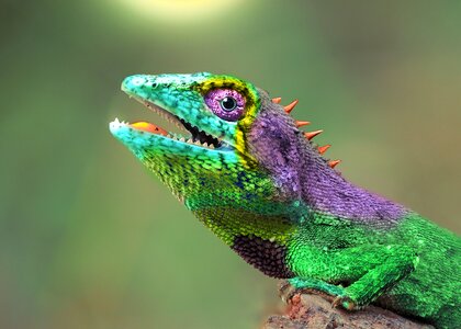 Colorful color nature