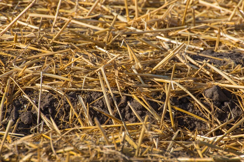 Countryside farm agriculture