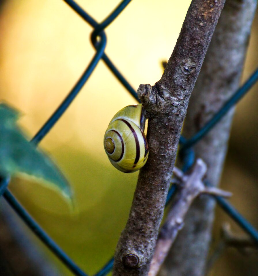 Close up nature slowly