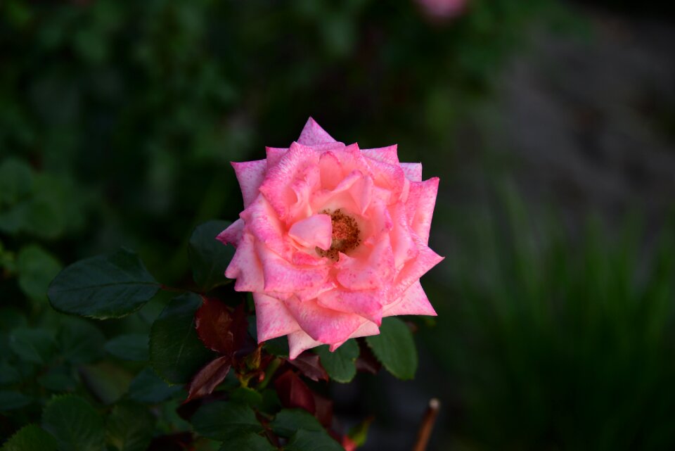 Korean summer flowers hàn quốc