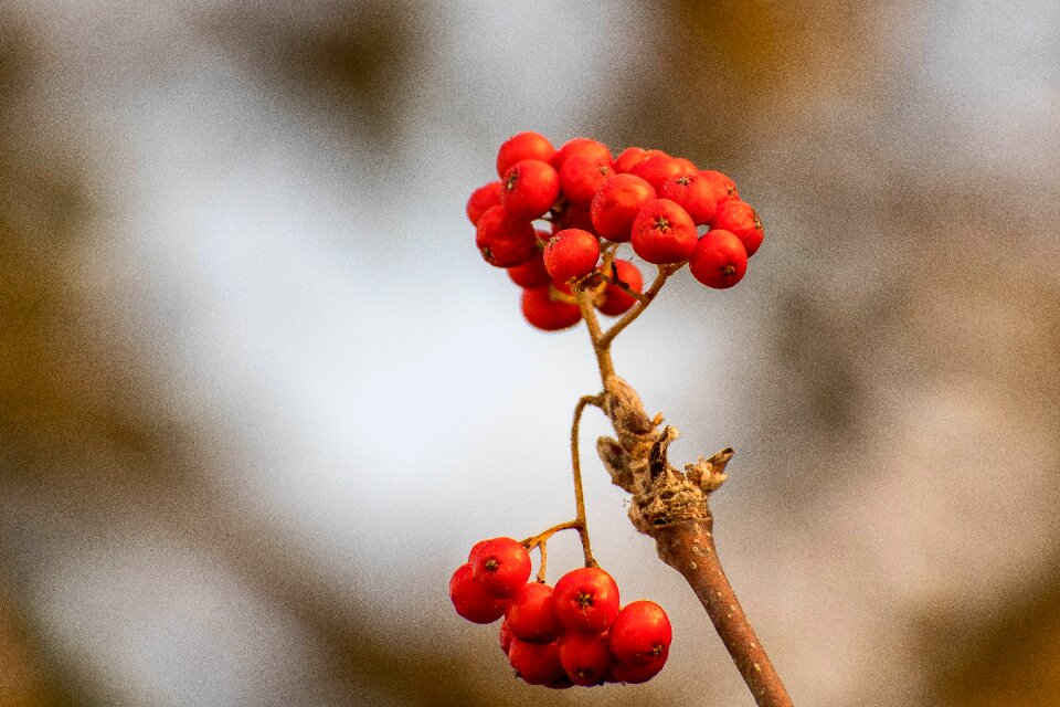 Tree macro forest