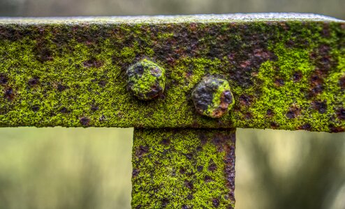 Old broken moss grass photo