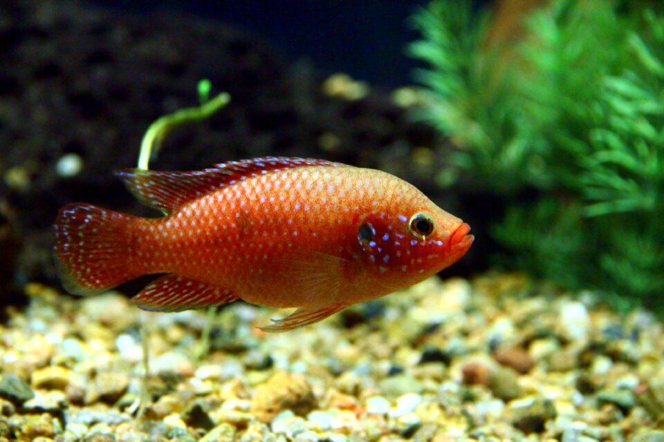 Jewel cichlid animal floats photo