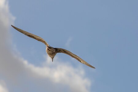 Nature clouds plumage photo