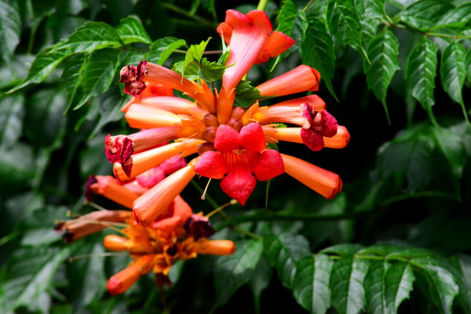 Plant flower tubular