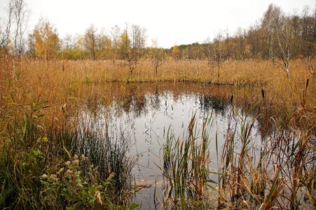 Water plants swamp
