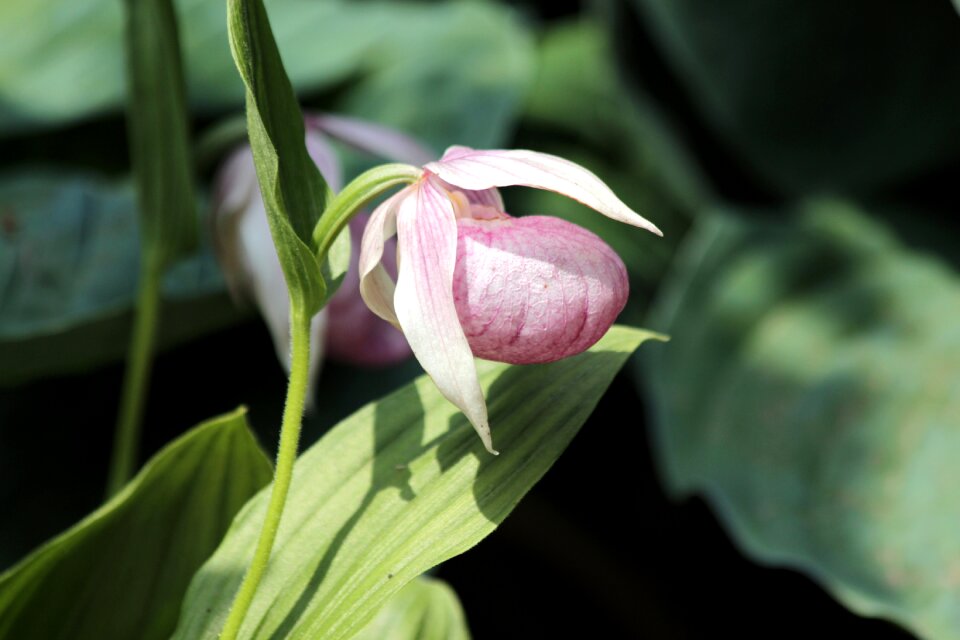 Orchid rare protected
