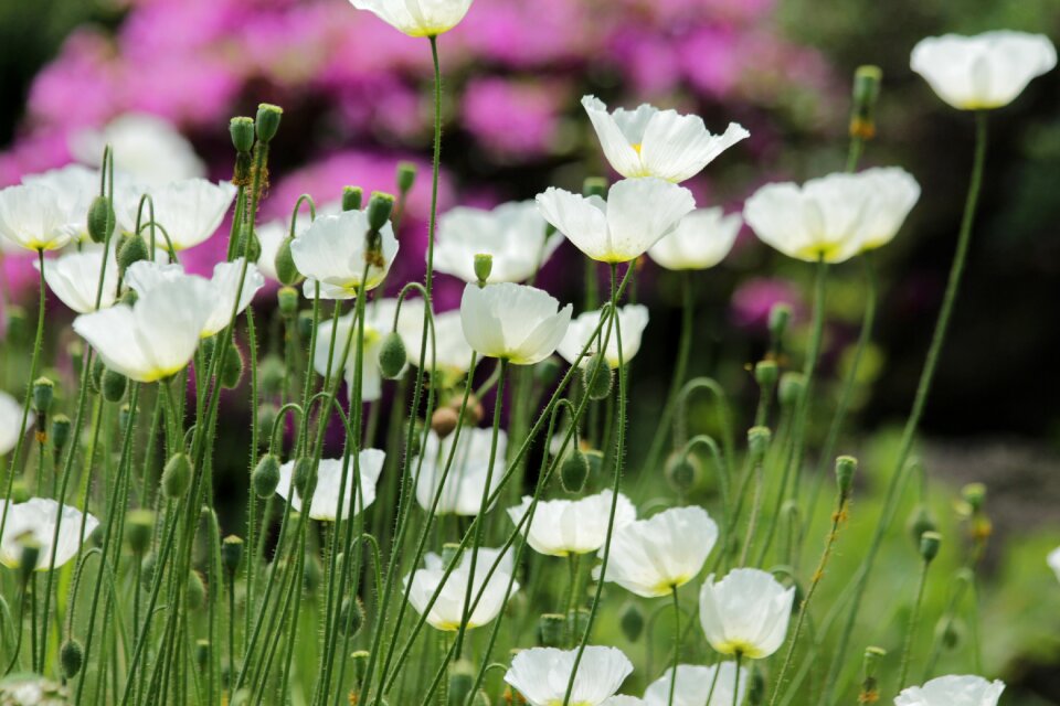 Flower bed bloom nature