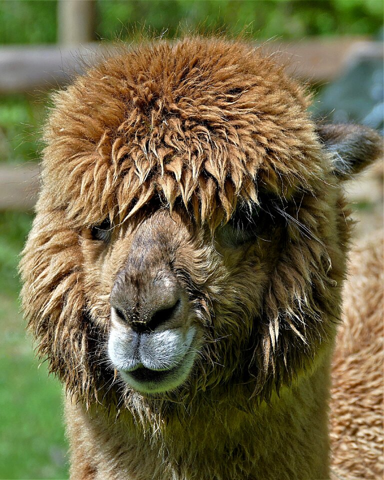 Head animal portrait close up