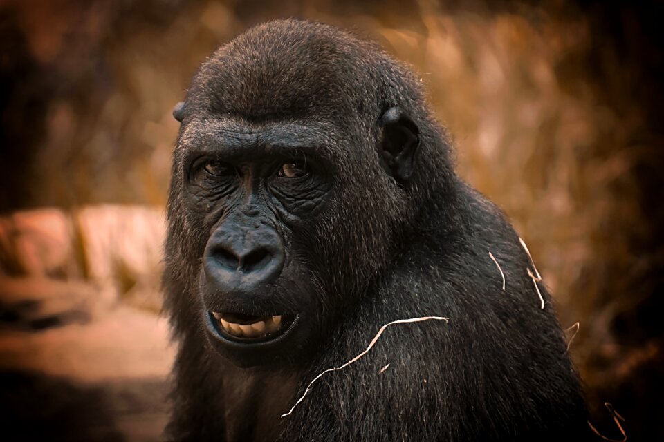 Zoo furry omnivore