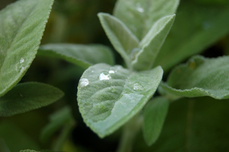 Drops herbs sage