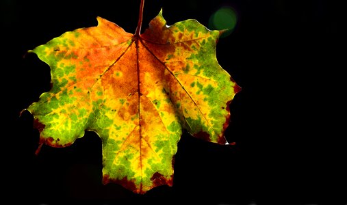 Maple leaf backlighting color photo